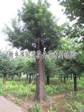 小區綠化 大型公園綠化苗木 草坪 同盟花卉苗木種植,小區綠化 大型公園綠化苗木 草坪 同盟花卉苗木種植生產廠家,小區綠化 大型公園綠化苗木 草坪 同盟花卉苗木種植價格