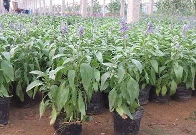 供應草花種植基地|價格合理的鼠尾草供應盡在洺瑜花卉苗木-青州市洺瑜花卉苗木家庭農場