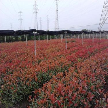 紅葉石楠大杯苗價(jià)格