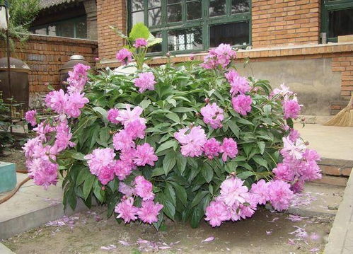 庭院適合種哪些花木 這幾類,有的開花有的結果,四季有景
