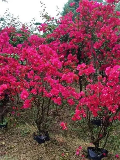 恭喜宜賓市翠屏區怡景花卉苗木種植場入駐苗木通 彭超 質優價廉