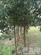 郴州市蘇仙區下渡花卉苗木種植專業合作社