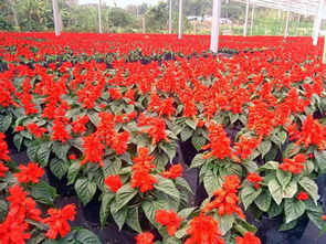 一串紅種植 山東哪里供應的一串紅好