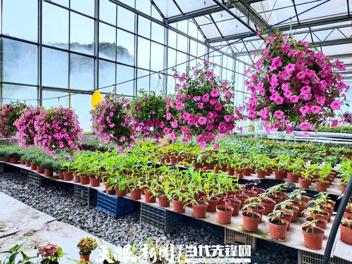 百里杜鵑瑞禾集團 謀劃 花產業 助村美民富