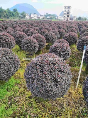 陽朔縣桂誠苗木花卉種植專業合作社