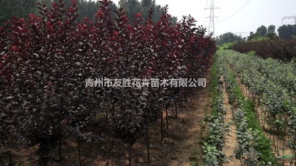 山東紫葉李種植基地,青州紫葉李批發圖片