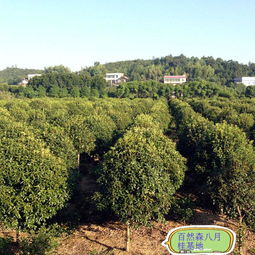 八月桂花價格 6公分130元 杭州八月桂花價格
