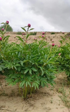 芍藥苗木種植基地 苗圃批發 3到5年苗 牡丹芍藥