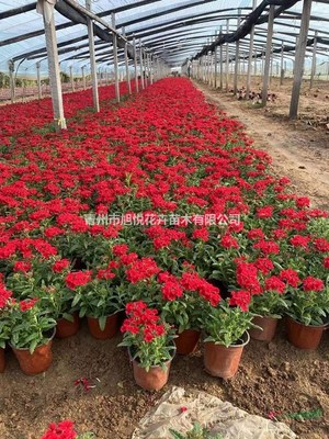 美女櫻種植基地 美女櫻價格