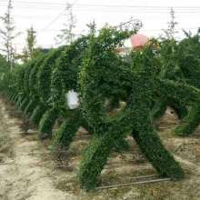  江蘇省沭陽縣顏集鎮堰下花木基地 主營 苗木 各種綠化苗木 花