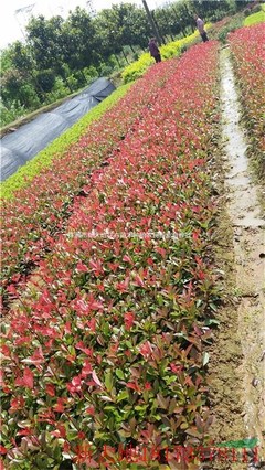 株洲市新大地花卉苗木種植農民專業合作社