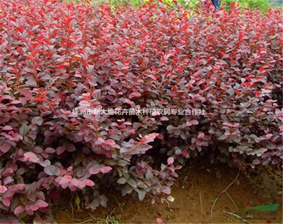 株洲市新大地花卉苗木種植農民專業合作社