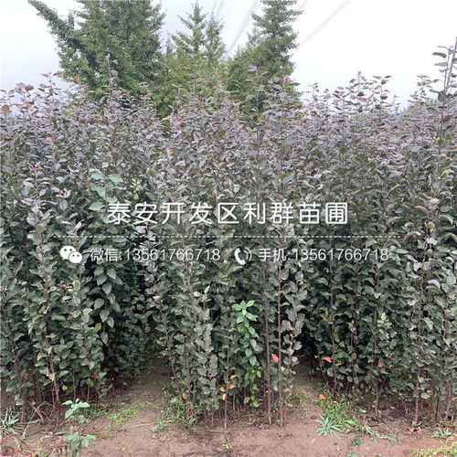 【山東煙富8號蘋果樹苗、煙富8號蘋果樹苗價格】- 
