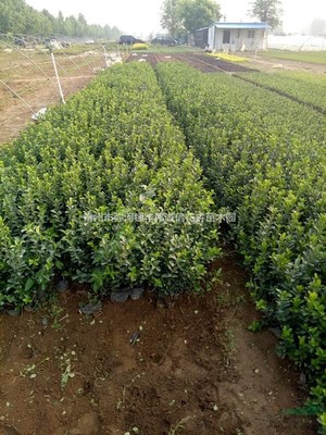 青州市彌河鎮華偉誠信花卉苗木園