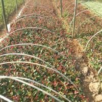 供應紅葉石楠_米徑10公分_株洲種植地_高度300公分 | 株洲市新大地花卉苗木種植農(nóng)民專業(yè)合作社