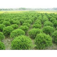 【濰坊龍柏球種植基地大量供應龍柏球樹苗圖片】濰坊龍柏球種植基地大量供應龍柏球樹苗圖片大全 - 青州市萬綠花卉苗木專業(yè)合作社