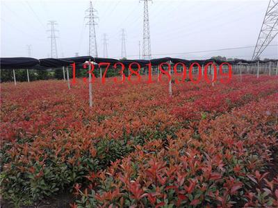 紅葉石楠喬木