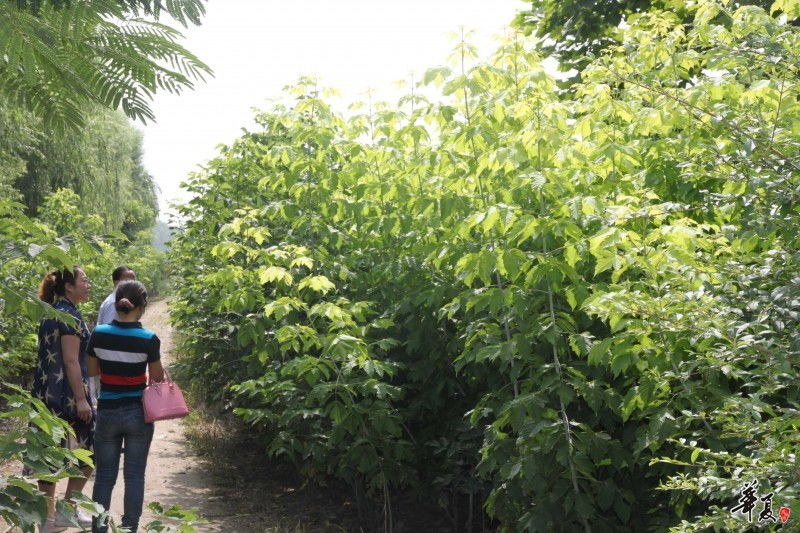 2015.7華夏園林實地考察扶溝縣綠源特色花木種植專業(yè)合作社
