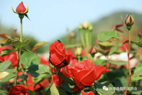 保康寺坪月季花海驚艷綻放 美若仙境,趕緊約起