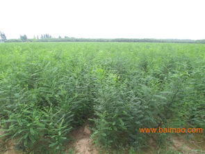 河北速生國槐供應商 邯鄲速生國槐批發(fā)報價 河北速生國槐哪里找,河北速生國槐供應商 邯鄲速生國槐批發(fā)報價 河北速生國槐哪里找生產(chǎn)廠家,河北速生國槐供應商 邯鄲速生國槐批發(fā)報價