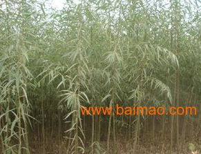 購買綠化苗木 榆樹 速生柳 速生白蠟 到河北綠色氧吧 , 購買綠化苗木 榆樹 速生柳 速生白蠟 到河北綠色氧吧 生產(chǎn)廠家, 購買綠化苗木 榆樹 速生柳 速生白蠟
