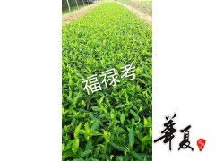 福祿考大量供應,濰坊金葉女貞供應價格 供應產(chǎn)品 山東臨朐藝鑫花卉苗木合作社