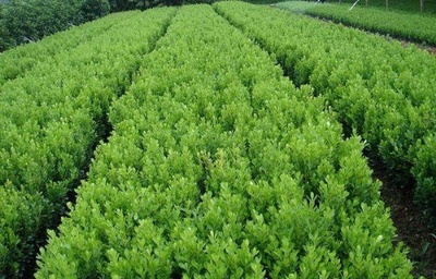 青州綠化苗木價(jià)格,種植基地 青州萬美花卉苗木種植場(chǎng)