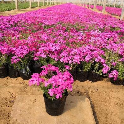 【芝櫻花卉市場(chǎng)批發(fā) 利津芝櫻廠家直銷 綠化苗木工程】 - 青州市承玉花卉苗木種植專業(yè)合作社