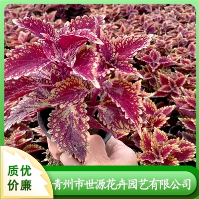 花卉苗木種植-定型包裝種子-花卉資材銷售