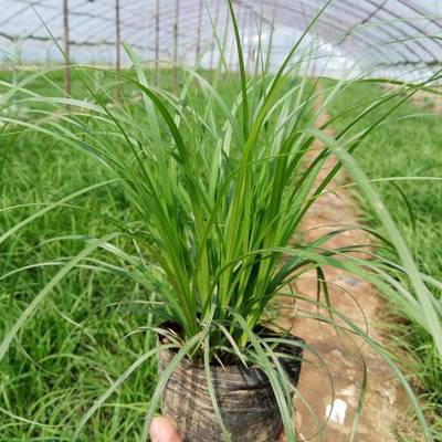 青州市茗茜花卉苗木專業(yè)合作社