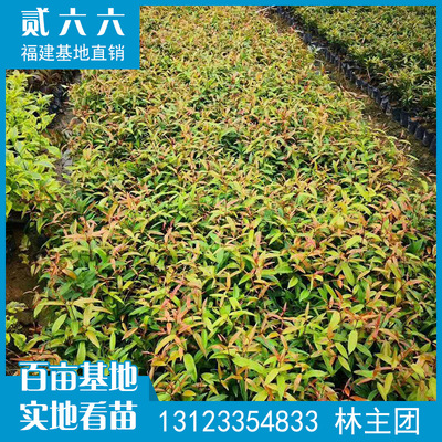 紅車廠家直銷地被袋苗 紅鱗蒲桃批發(fā) 庭院花壇園林綠化工程苗木