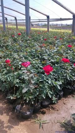 云南 藤本月季 種植批發(fā)基地-山東青州向陽花卉苗木合作社