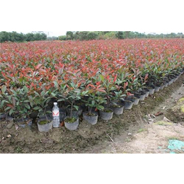 好彩苗木有口皆碑 |金華紅葉石楠苗木價(jià)格|金華紅葉石楠苗木_球根花卉_第一槍