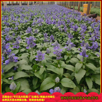 草花鼠尾草批發價格 草花鼠尾草花苗出售 草花鼠尾草種植基地