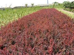 大量出售山東綠化苗木 菏澤綠化苗木種植基地圖片|大量出售山東綠化苗木 菏澤綠化苗木種植基地產品圖片由青州市宸豪花卉苗木專業合作社公司生產提供-