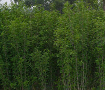 【木槿小苗批發貨源足量大優惠木槿樹苗銷售工程苗木槿價格】沭陽縣戀香圃花卉苗木場 - 產品庫