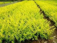 想要至好的金葉女貞就來勝紅花卉苗木 批發金葉女貞 青州市勝紅花卉苗木園藝場 薰衣草價格,一