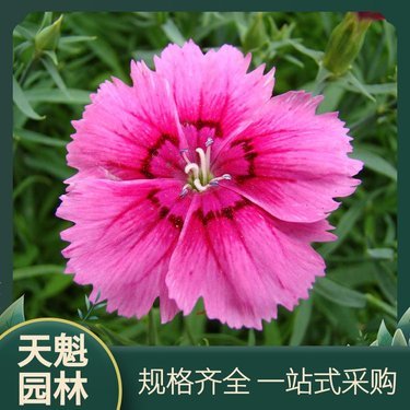 美國石竹