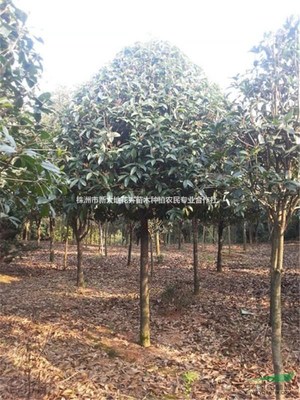 株洲市新大地花卉苗木種植農民專業合作社
