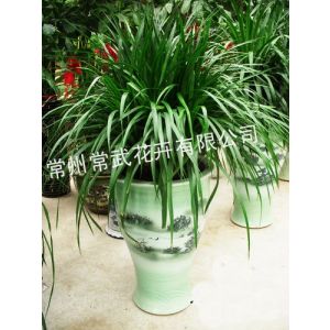 花卉盆景銷售 綠植盆栽租賃 苗木種植 廠區綠化養護–