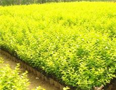 龍山花卉苗木基地