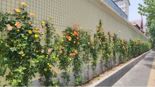 西工處處花綻放 北國花城 芳容現