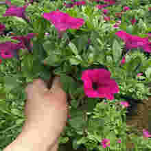 青州市好全花卉苗木種植專業合作社
