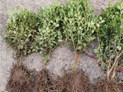 種植瓜子黃楊-貴州瓜子黃楊哪家好-貴州瓜子黃楊報價產品大圖