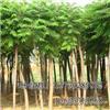 找河北保定海源苗木花卉基地的河北最大的千頭椿種植基地價格、圖片、詳情,上一比多_一比多產品庫