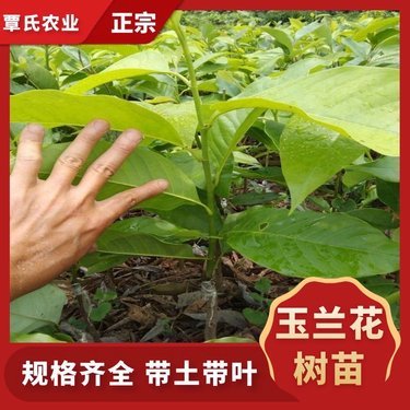 蘭花多少錢一株