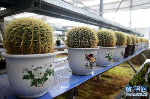 河南安陽 花卉苗木 助農增收致富