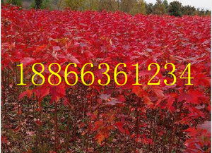 美國紅楓基地種植基地 山東青州美國紅楓批發基地價格