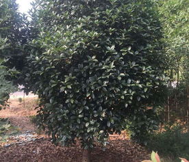 潢川縣綠海花木種植專業合作社