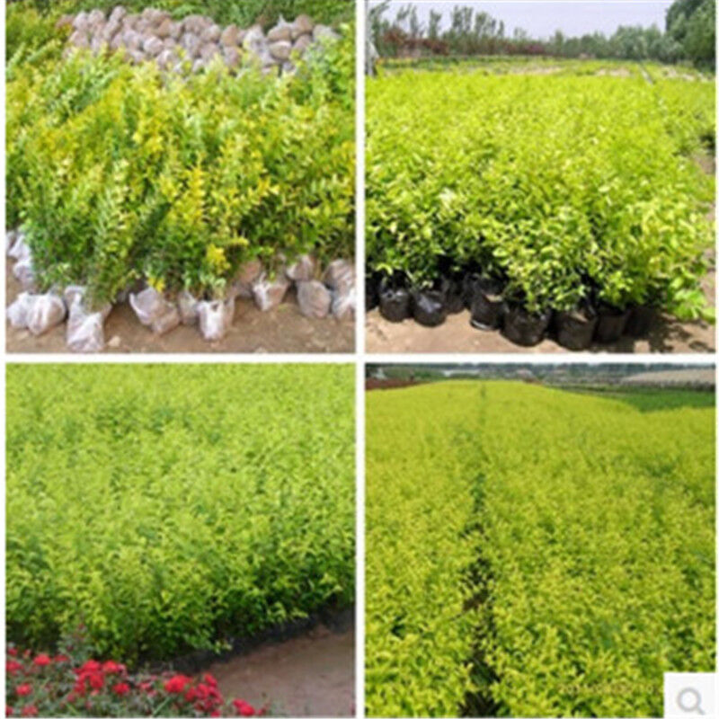 淘花源記 庭院綠化植物 金森女貞樹苗 金葉女貞球小苗彩色綠化苗木 80-1米 1米多高苗
